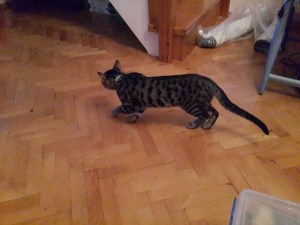 hafiiif yan gidiyo ama farkında değil